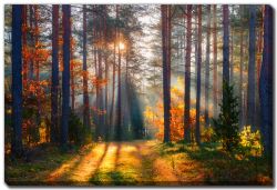 Fall Forest