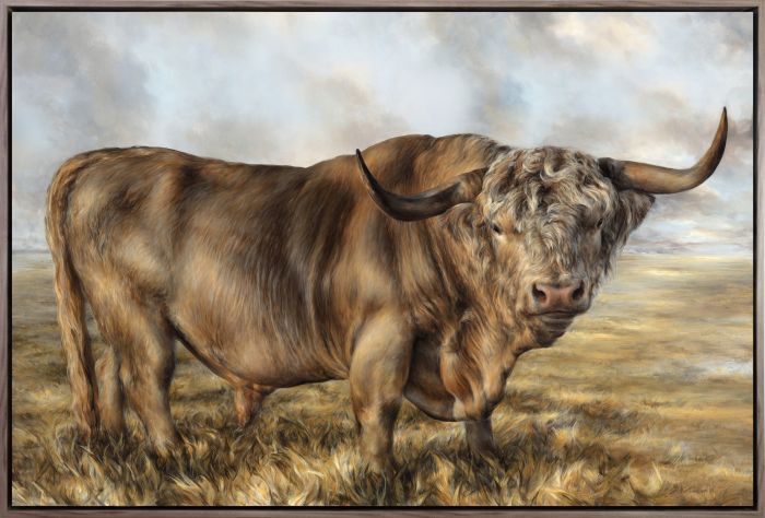 Highland Brown Bull