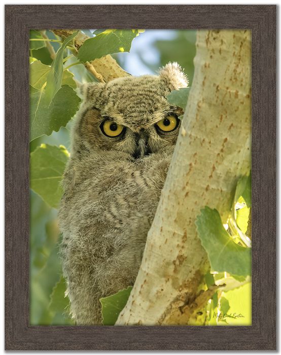 Juvenile Great Horned Owl Mila