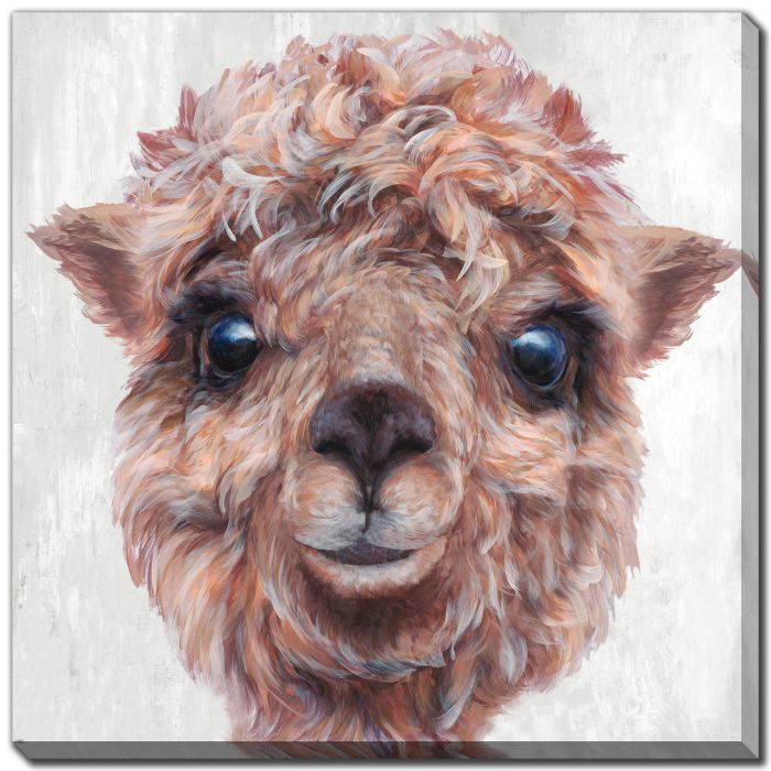 Alpaca III