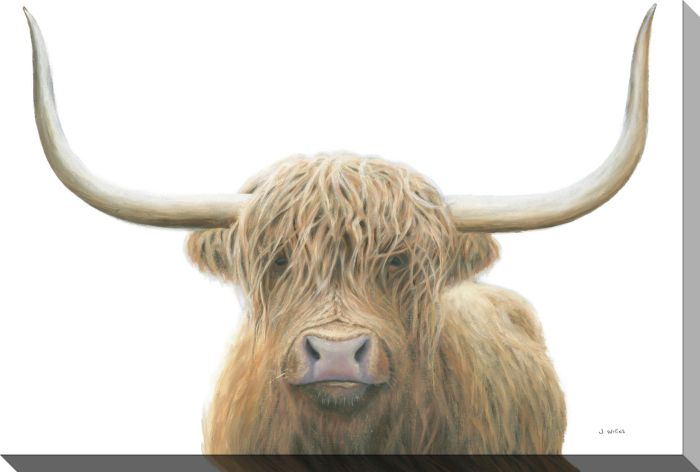 Highland Cow on White
