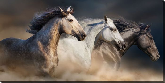 Gallop In The Dust