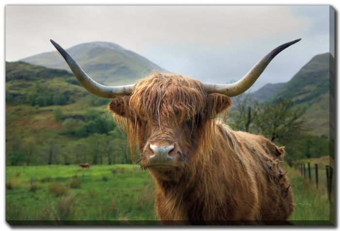 Scottish Highland Cattle II