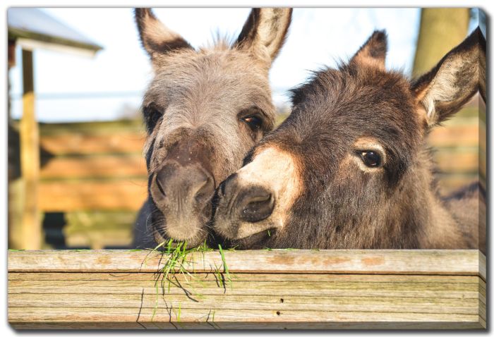 Donkeys Cuddling