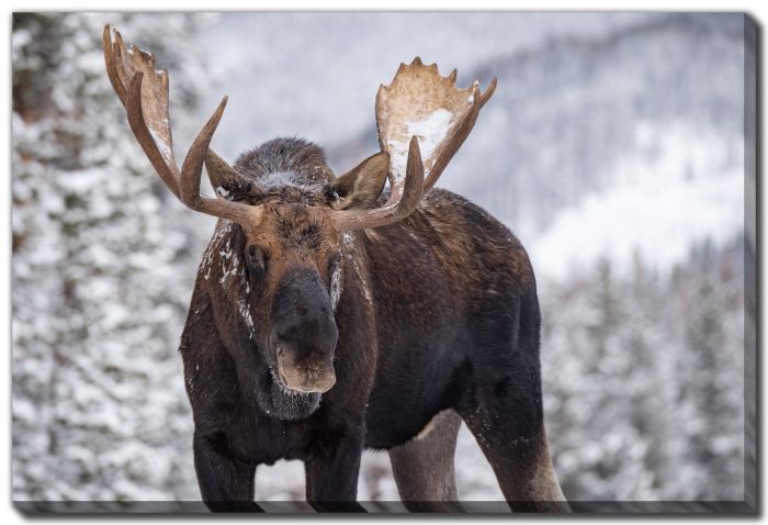 A Moose in Winter in Jasper