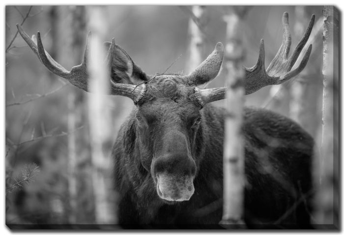 Mammal Bull Moose Alces