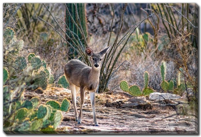 White Tail Deer Sonoran 