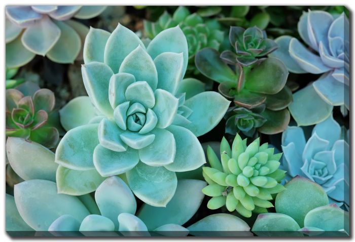 Miniature Succulent Plants