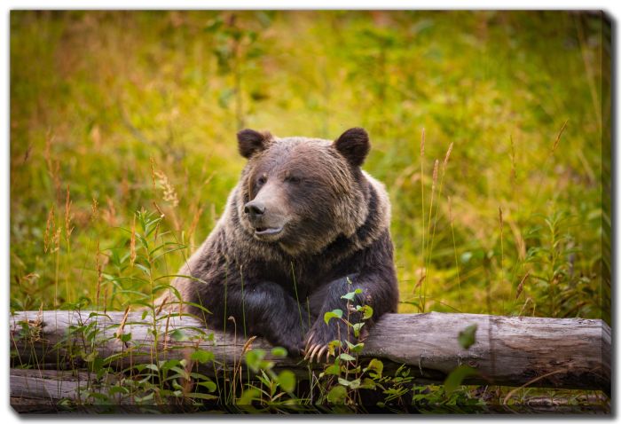 Grizzly Bear Banff