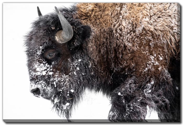 Bison In The Snow