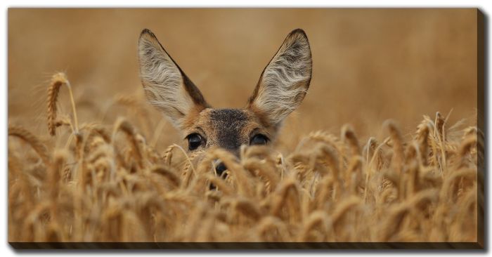 Roe Deer