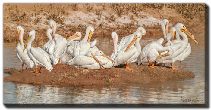 Island Retreat Pelicans