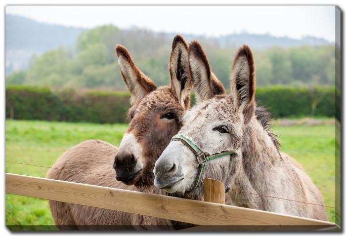 Couple of Donkeys