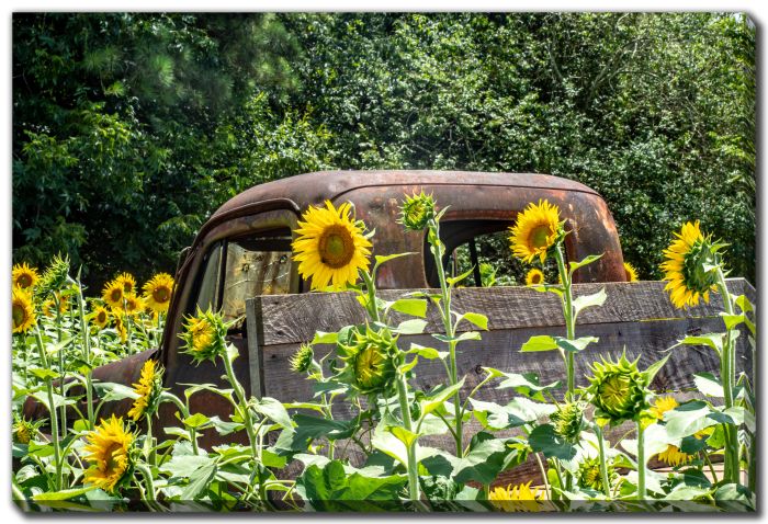 Truck in Field of Sunflowers