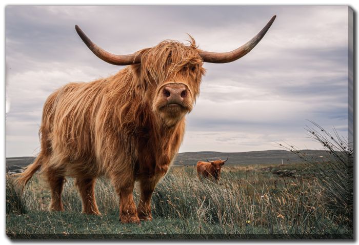 Highland Cows Scotland