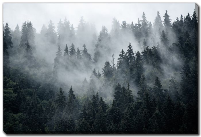 Misty Foggy Fir Forest