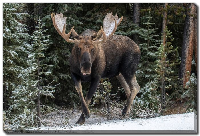 Bull Moose