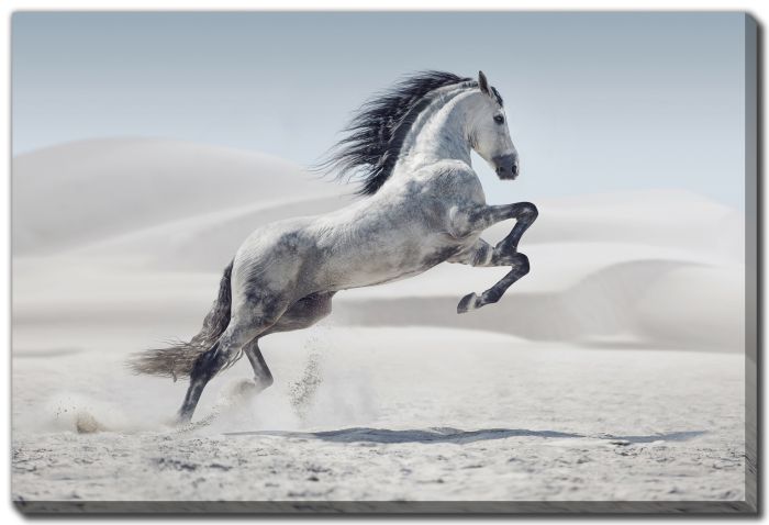 Wild Horse in Dust