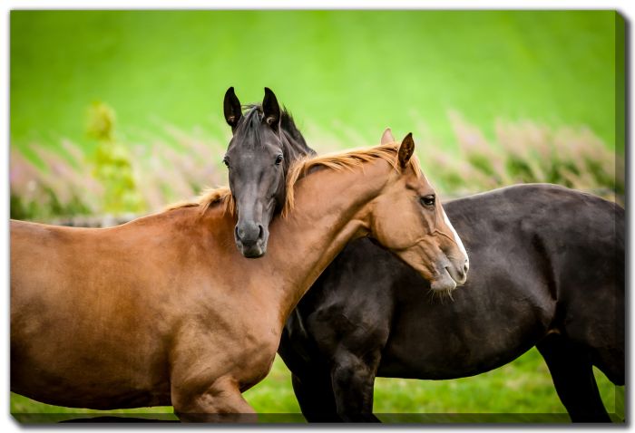 Two Horses Embracing