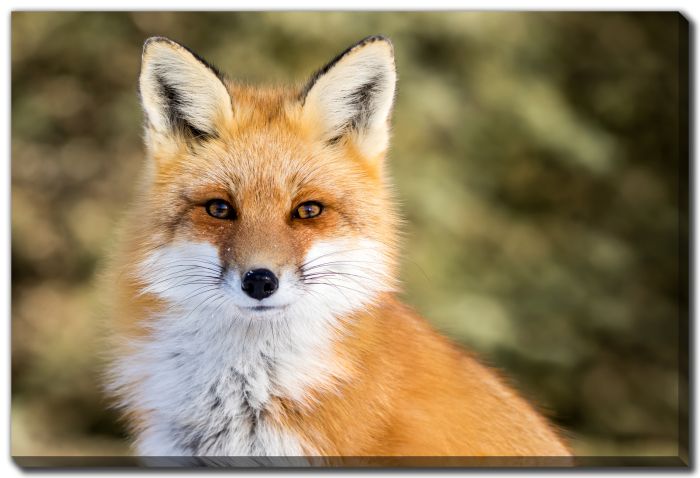 Red Fox Sitting Up