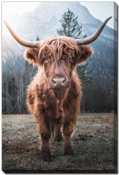 Horned Highland