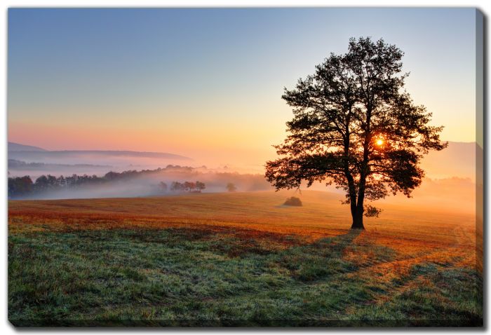 Alone Tree