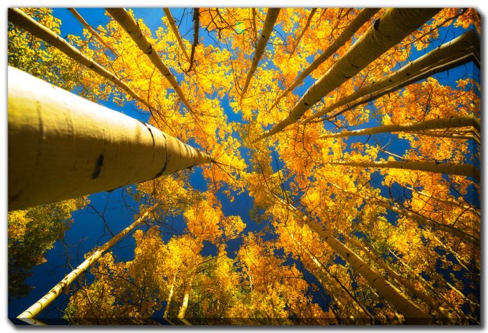 Aspen Trees In The Fall