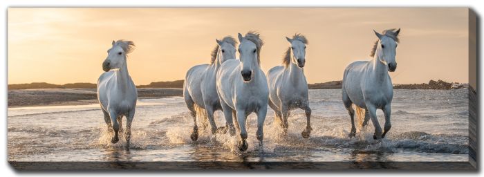White Horses Galloping