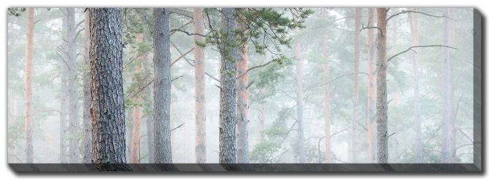 Mysterious Evergreen Pine Forest