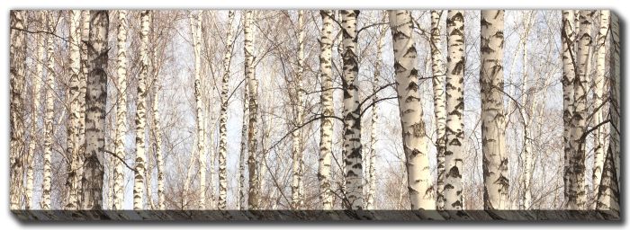 White Birch Trees