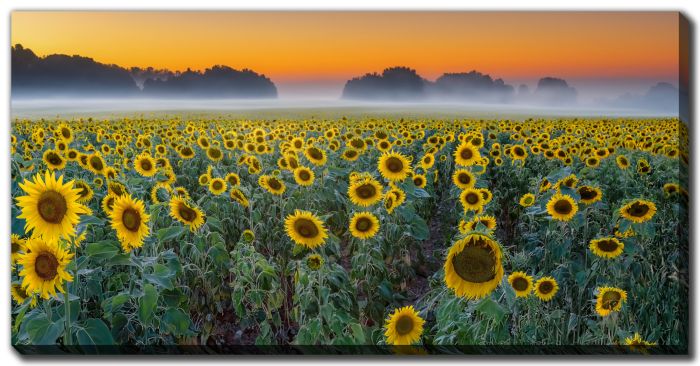 A Field Of Sunflowers