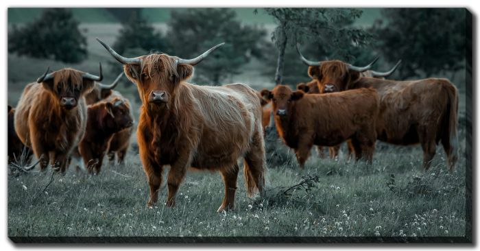 Herd Of Highland Cattle