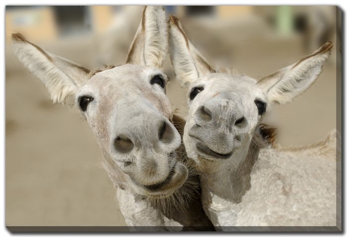 Cheeky Playful Donkey Duo