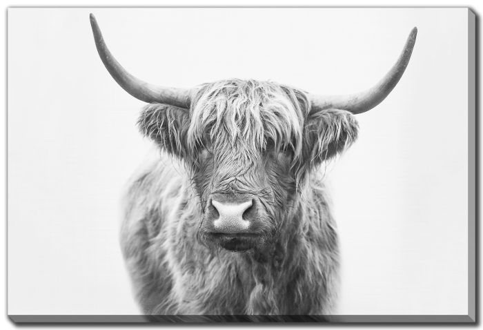 Highland Bull