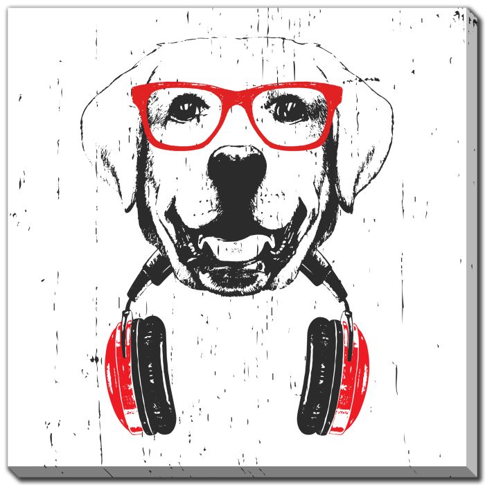 Groovy Labrador