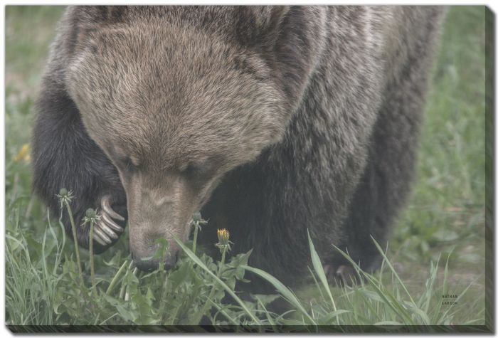 Grazing Grizzly