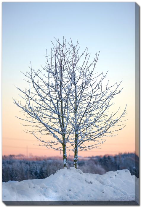 Snow Covered Tree at Sunset