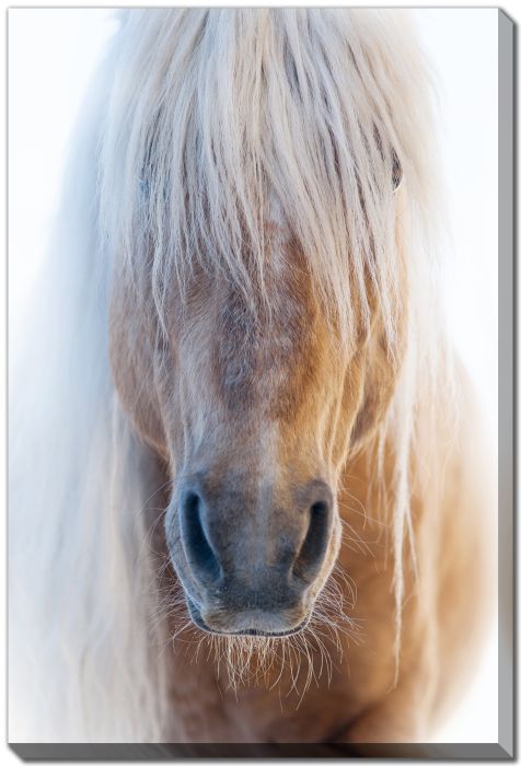 Portrait of a Pony in Winter