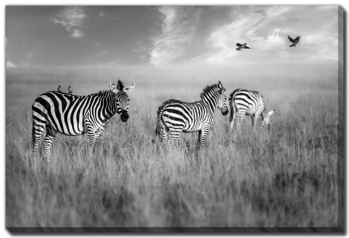 Morning Grazing