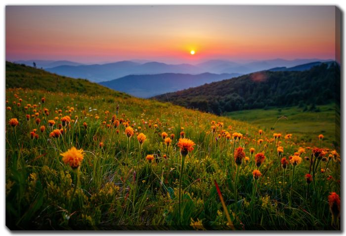 Wildflower Serenade at Sunset