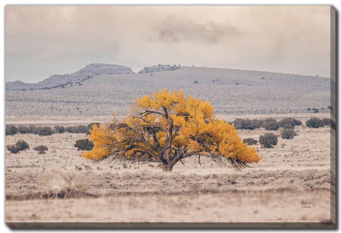 Tree of Life