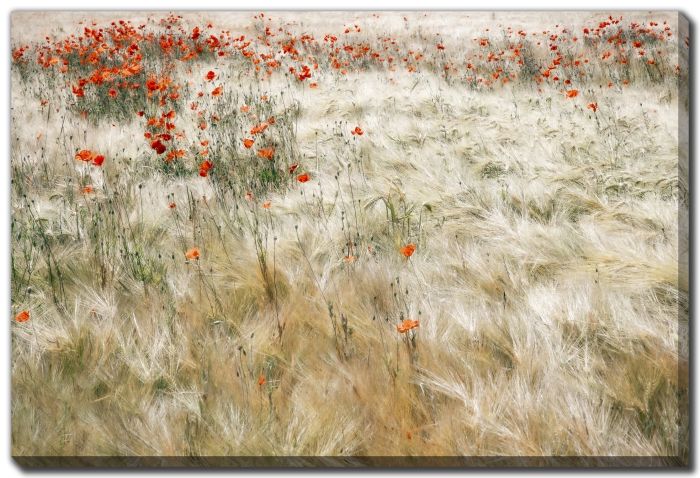 Summerfield