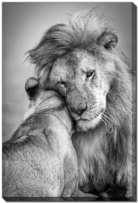 African Love