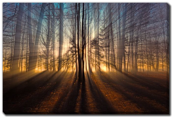 Whispers Through the Golden Forest