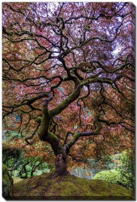 Japanese Maple Tree