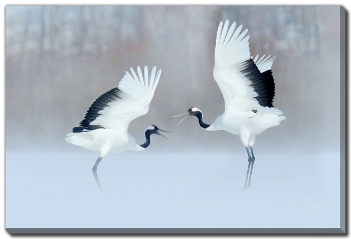 Dancing Red Crowned Cranes