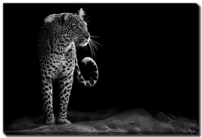 Black And White Leopard