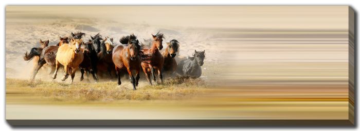 Horses Running on the Grassland