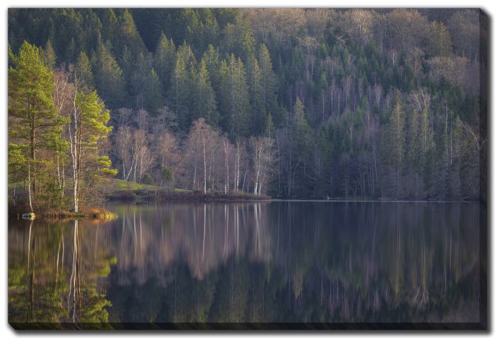 Woodland Reflections - Forest