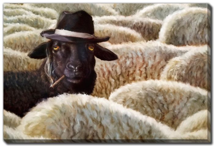 The Black Sheep